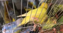 بادجي فروخ وجاهزات بادجي فروخ وجاهزات