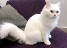 قطه شيرازيه قطه شيرازيه