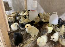 كتاكيت للبيع chicks كتاكيت للبيع chicks