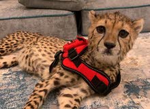للبيع شيتا للبيع شيتا