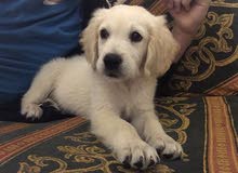 golden retriever puppy pure ma3 passport w daftar vaccin golden retriever puppy pure ma3 passport w daftar vaccin