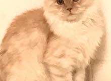 قطوه للبيع قطوه للبيع