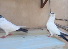 حمام رواهب حمام رواهب