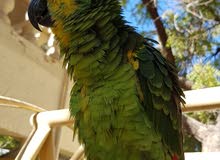 blue fronted amazon jacowa for sale blue fronted amazon jacowa for sale