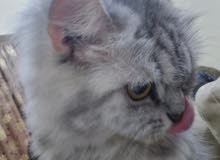 Persian Cats and kittens Persian Cats and kittens