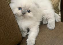 Highland scottish fold female Highland scottish fold female