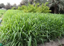 للبيع علف أخضر بونيكام، البريمي، محضه للبيع علف أخضر بونيكام، البريمي، محضه
