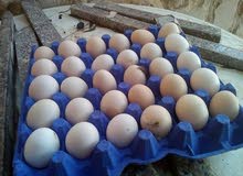 بيض باكستاني وبلدي بيض باكستاني وبلدي