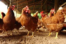 Hi.. i need Pakistani and other good layer chicken eggs.. if someone have please contact me and