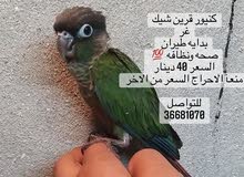 كنيور قرين شيك كنيور قرين شيك