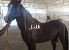 فرس باطح للبيع فرس باطح للبيع