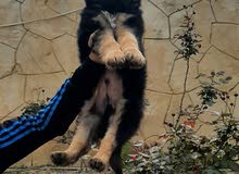 German sheperd puppy male high quality