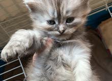 قطط ايراني للبيع   persian kittens for sale