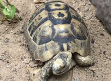turtle turtle