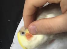 كوكتيل وكناري للبيع cocktail and canary for sale كوكتيل وكناري للبيع cocktail and canary for sale