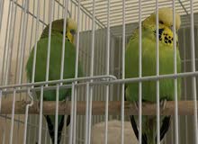 For rehoming, pm if interested For rehoming, pm if interested