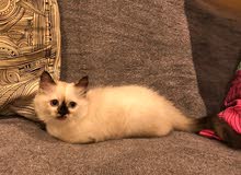 3 month old male himalayan ragdoll kitten for sale 3 month old male himalayan ragdoll kitten for sale