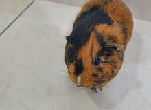 2 guinea pig for sale 2 guinea pig for sale