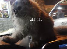 للبيع قطة cat for sale ذكر للبيع قطة cat for sale ذكر