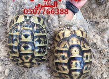 سلاحف افريقيا سلاحف افريقيا