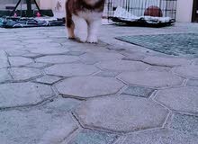 Alaskan malamute Alaskan malamute