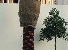 date tree date tree
