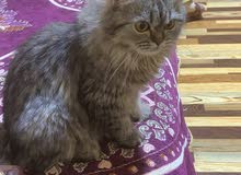 مطلوب قطه العمر سنه مطلوب قطه العمر سنه