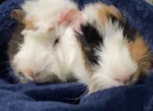 two female guinea pigs with cage + food two female guinea pigs with cage + food