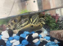 Big Turtle for sale