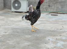 دجاج هندي دجاج هندي