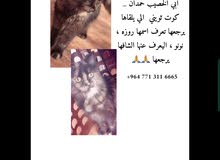 قطه مفقوده قطه مفقوده