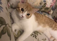 CUTE Kitten For Sale CUTE Kitten For Sale