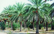 توريد و زراعة و نقل جميع أنواع النخيل توريد و زراعة و نقل جميع أنواع النخيل