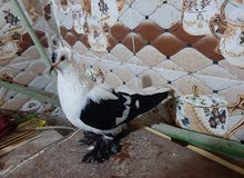 طير سكسوني بزاره سعره 60 طير سكسوني بزاره سعره 60