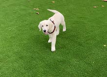 Golden retriever puppy available Golden retriever puppy available