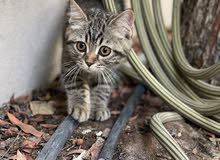scottish cat for sell scottish cat for sell