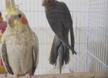 2 cocktiels for 300 aed 2 cocktiels for 300 aed