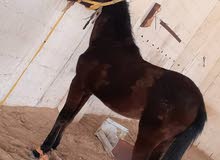 فلو للبيع او افاري فلو للبيع او افاري