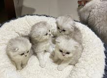 Scottish fold kittens Scottish fold kittens
