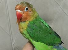 زوج غندوره زوج غندوره