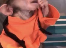 قرد مفحوص للبيع قرد مفحوص للبيع