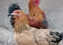 دجاجات براهما خط اول بوف دجاجات براهما خط اول بوف