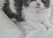 Persian kitten for sale Persian kitten for sale
