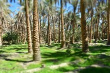 قطعه مال موظفين مثلث الكلابيين توزيع جديد قطعه مال موظفين مثلث الكلابيين توزيع جديد