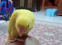 للبيع متو اصفر للبيع متو اصفر