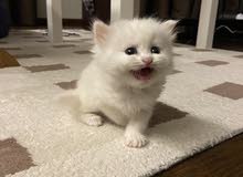 siberian russain/ british kittens siberian russain/ british kittens