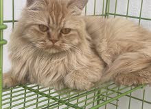 للبيع قطعه شيرازيه للبيع قطعه شيرازيه