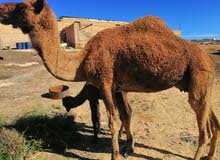 ناقه تحتها بكره مولوده في شهر واحد ناقه تحتها بكره مولوده في شهر واحد