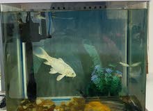 Aquarium for Sale with fishes and filter