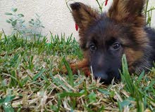 Chiot femelle berger allemand race pure poils long Chiot femelle berger allemand race pure poils long